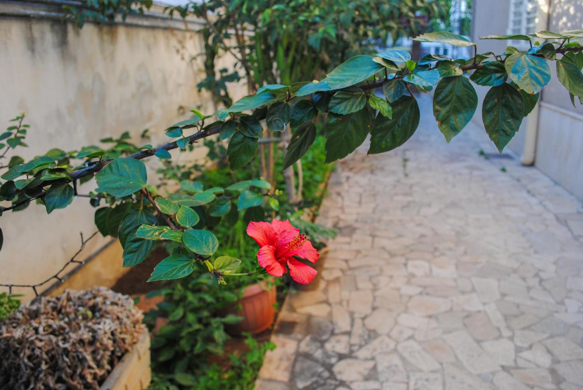 Villa Magnolia Con Giardino บารี ภายนอก รูปภาพ