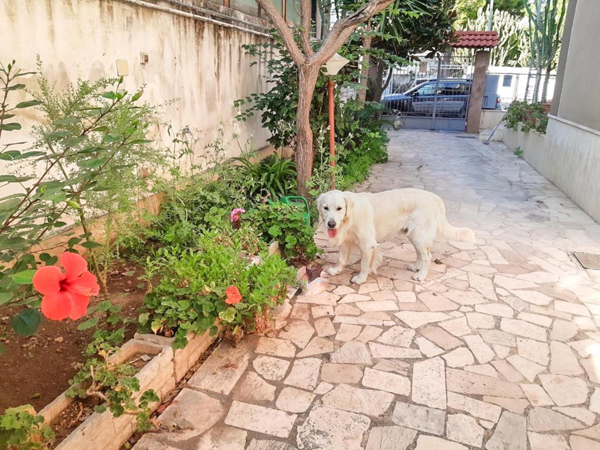 Villa Magnolia Con Giardino บารี ภายนอก รูปภาพ