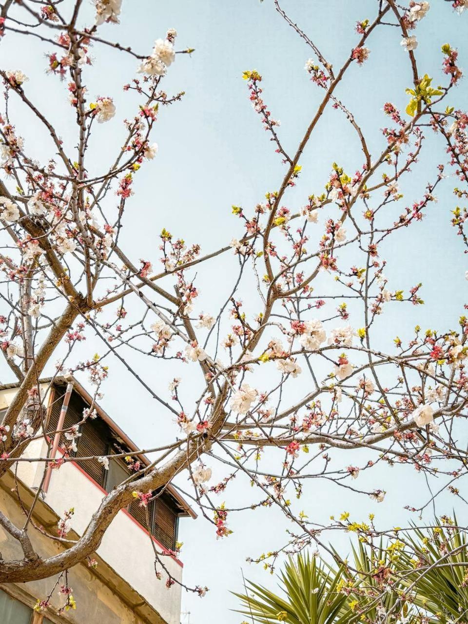 Villa Magnolia Con Giardino บารี ภายนอก รูปภาพ